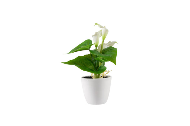Decorative green flower in white vase. Isolated on white background. - Zdjęcie, obraz