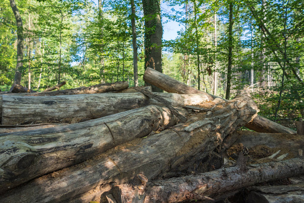 pilha desordenada de troncos de árvores na borda da floresta
. - Foto, Imagem