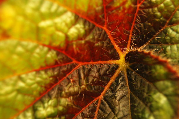 Primo piano delle foglie
 - Foto, immagini