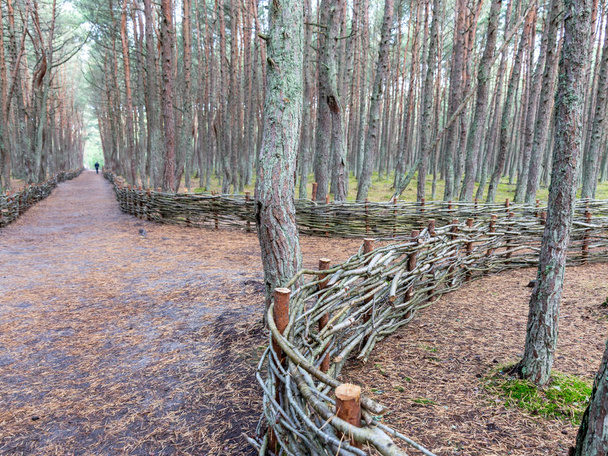 красивый деревянный плетеный забор с изогнутыми ветвями деревьев, деревянный забор, Куршская коса, танцующий лес, Россия
 - Фото, изображение