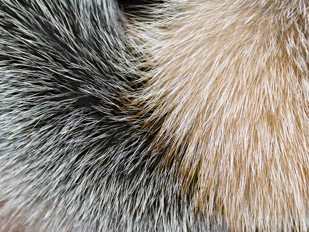 Sarki róka szőrme Vértes mint háttér - Fotó, kép