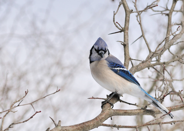 # Blue Jay #
 - Foto, immagini