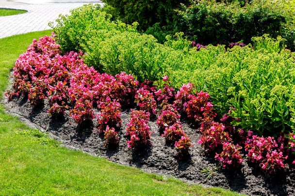 клумба в землі червоні і зелені квіти на озелененні саду сонячний день
. - Фото, зображення