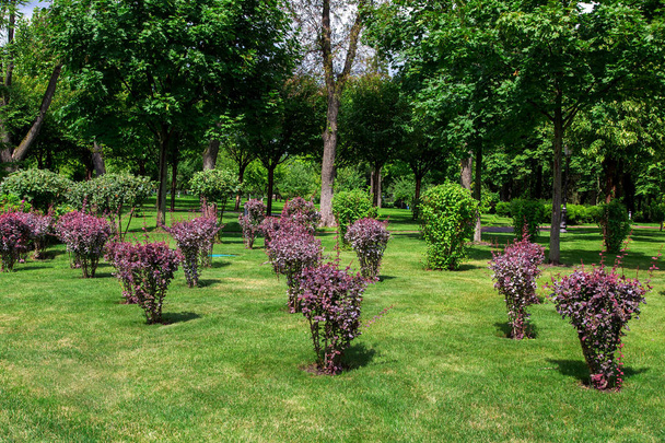 well maintained garden with shrub bushes with trees green spaces, sunny summer day on garden, nobody. - Photo, Image