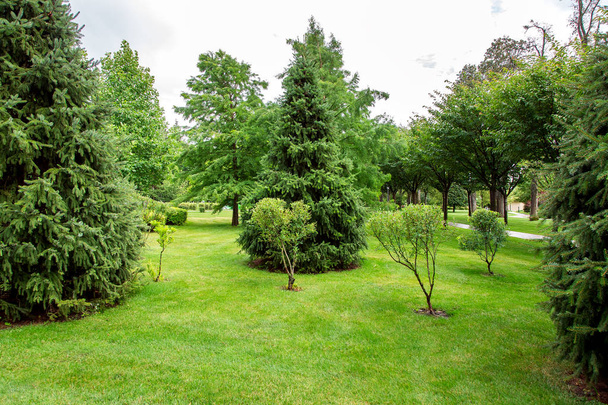 well maintained  garden with a green lawn and small bushes surrounded by tall pine trees in the park. - Foto, immagini