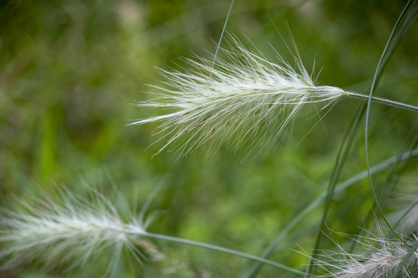Close-up of feathertop plant. White hairs. - Photo, Image