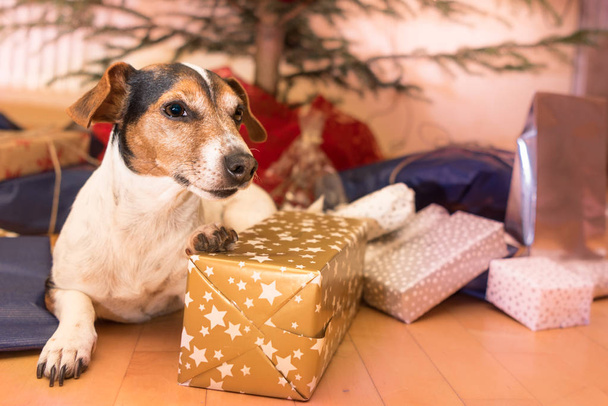 クリスマス犬 - ジャック・ラッセル・テリア - 写真・画像