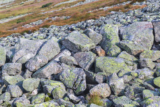 Marmota sentada sobre piedras en las montañas de Tatra
 - Foto, imagen