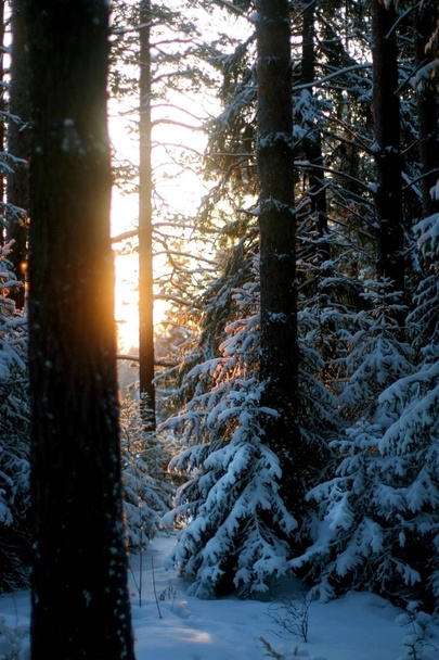 Majestatyczne białe jodle świecące w wieczornym słońcu. Drzewa stoją na śniegu. Malownicza i elegancka scena zimowa. Niebieskie zabarwienie. - Zdjęcie, obraz