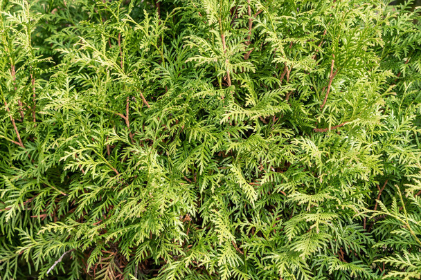 Piękna faktura światła Zielone brunche krzewów thuja - Zdjęcie, obraz