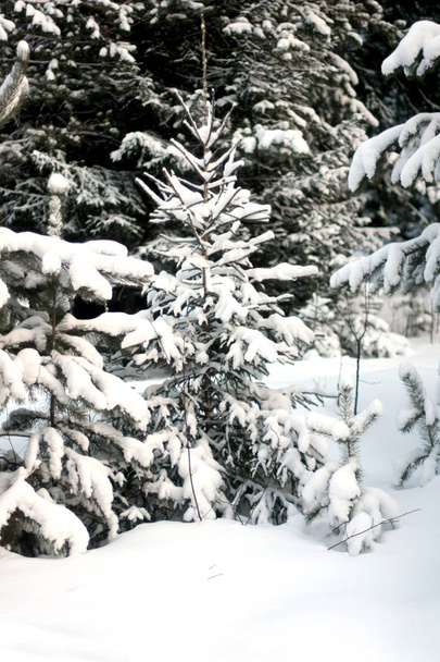 Majestuosos abetos blancos brillando bajo el sol de la tarde. Los árboles están en la nieve. Pintoresca y elegante escena invernal. Azul teñido
. - Foto, imagen