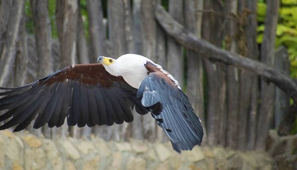 El águila pescadora africana sobrevolando árboles
 - Foto, imagen