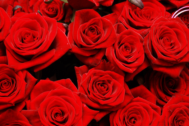 Τριαντάφυλλα - Φωτογραφία, εικόνα