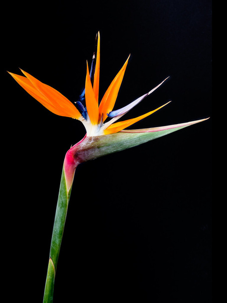 Bird of Paradise Flowers - Φωτογραφία, εικόνα