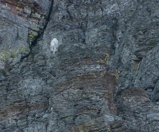 Горный козел спускается с крутой скалы
 - Фото, изображение