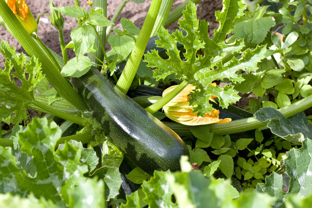 grüne Zucchini auf einer Pflanze - Foto, Bild