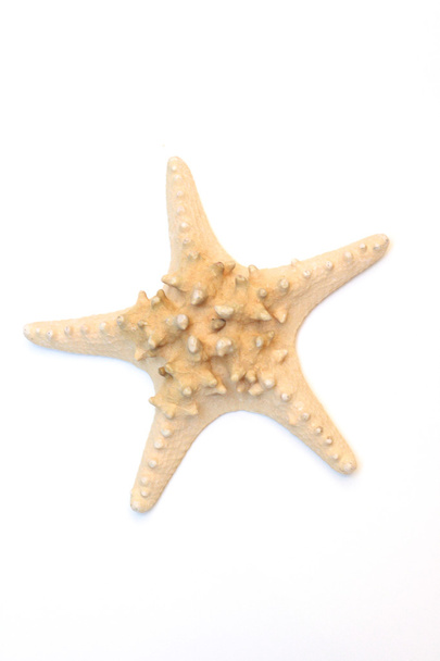 estrella de mar - Foto, imagen