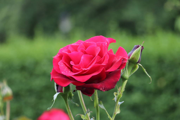 Schöne rote Rose mit Regentropfen - Foto, Bild