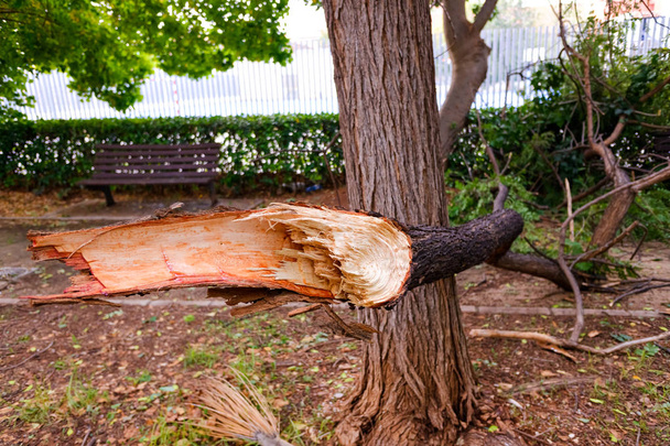 Rama de árboles cortada y caída al suelo por el vendaval en una tormenta
  - Foto, Imagen