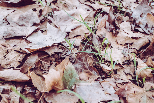 Sfondo per l'umore malinconico di foglie secche sul terreno wi
 - Foto, immagini