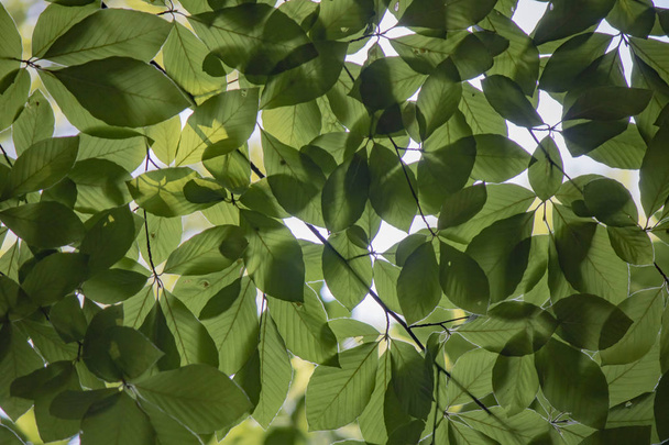 A Gyertyán-fa leveleit közelről. Homályos háttér. Leromlott. - Fotó, kép