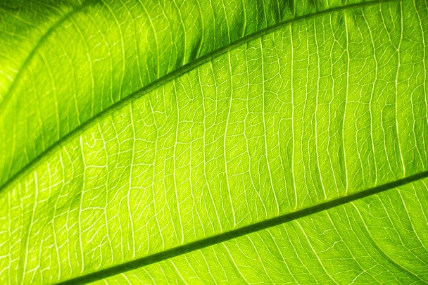 Uzavření čerstvé zeleně listové textury. - Fotografie, Obrázek