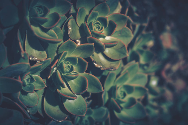 Close up of succulent plants; vintage style. - Fotoğraf, Görsel