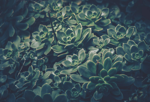 Close up of succulent plants; vintage style. - Foto, imagen