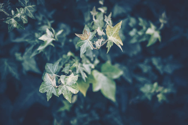 Green Leaves Pattern; Natural Background  - Foto, Imagem