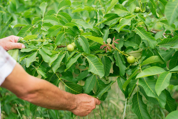Walnut grows on a tree. Man grows nuts in the garden. Production of nuts on the farm. - Zdjęcie, obraz