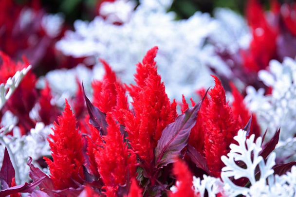 Obrázek červeného celosias květiny v zahradě. Viktorie BC kanadská - Fotografie, Obrázek