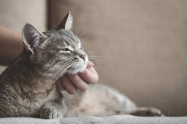 grau gestreifte Katze mit Frauenhand auf braunem Hintergrund. Welttag der Haustiere.  - Foto, Bild