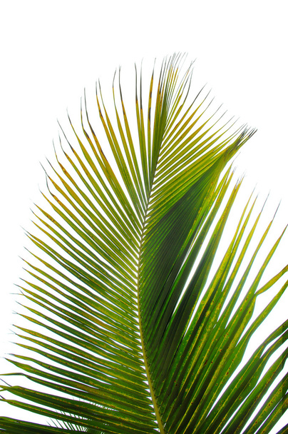 Зеленый пальмовый лист
 - Фото, изображение