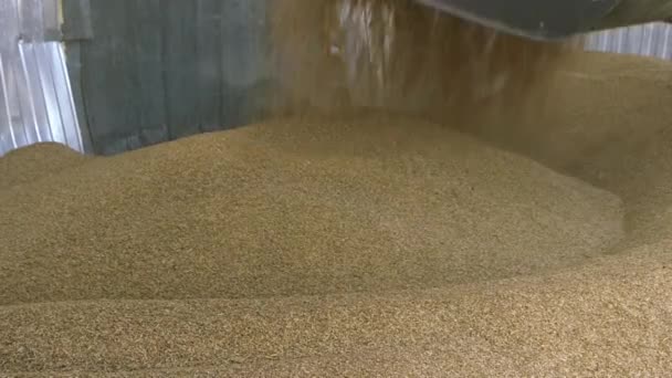 Traktor szállítja a gabonát. Granary gabona szállítására alkalmas mechanikus berendezéssel. - Felvétel, videó