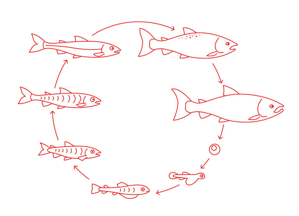 Набор круглых стадий выращивания лосося. От парра до взрослой колючей рыбы. Вырасти анимационную прогрессию. Цикл аквакультуры. Контурная красная линия
. - Вектор,изображение