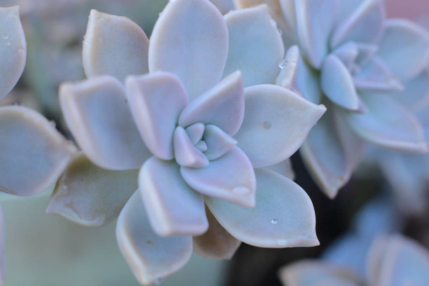 Цветок Эчеверия или молодой цветок или каменная роза является сочным, вечнозеленым, который может расти в домашних условиях термофильного растения
 - Фото, изображение