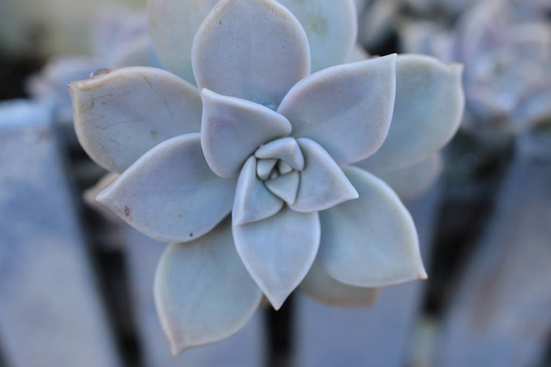 Echeveria bloem of jonge bloem of steen roos is een sappig, Evergreen die thuis kan groeien een thermofiele plant - Foto, afbeelding