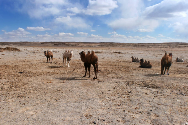モンゴル・ツガアン・スブラガのゴビ砂漠で、バクトリアラクダまたは2頭のラクダ. - 写真・画像