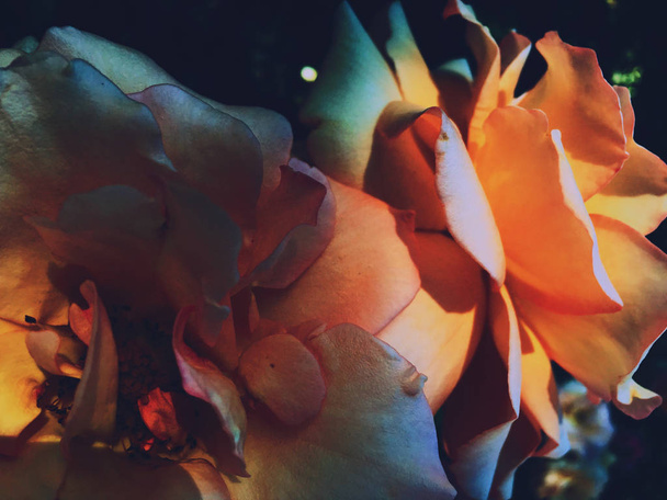 Υπέροχο άνθος τριαντάφυλλου στο ηλιοβασίλεμα, λουλουδένια ομορφιά - Φωτογραφία, εικόνα