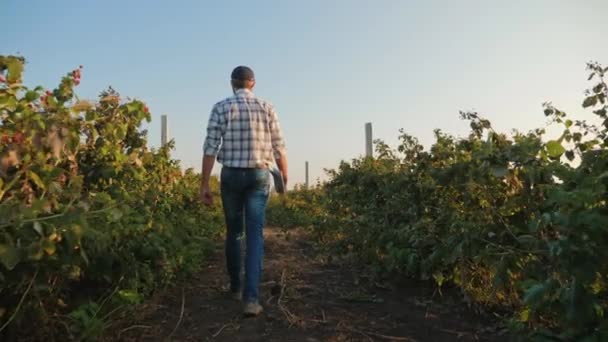 Farmer examines a crop of raspberries in a field - Filmati, video