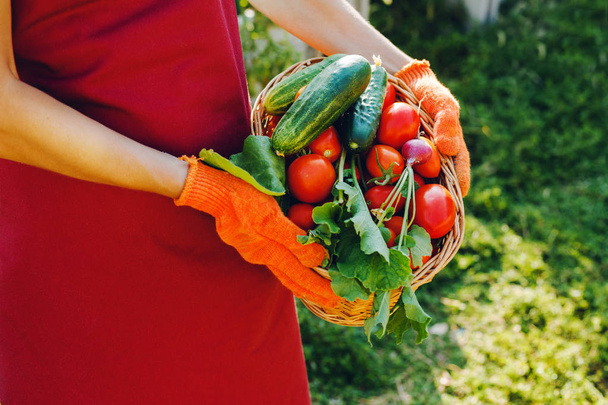 Fresh vegetables in the basket in female hands. Summer harvest. - Photo, Image
