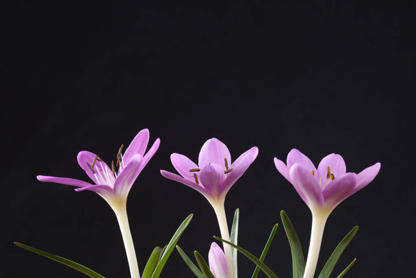 Bitter crocus, common name of plants of the genus Colchicum. 25 to 30 cm tall. The leaves are in the form of strips. In the summer, pink, yellow, lilac flowers bloom. Grows in wetland meadows.  - Photo, Image