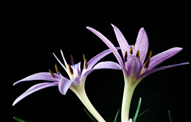 Bitter crocus, common name of plants of the genus Colchicum. 25 to 30 cm tall. The leaves are in the form of strips. In the summer, pink, yellow, lilac flowers bloom. Grows in wetland meadows.  - Photo, Image