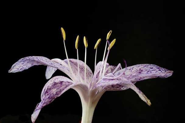 Keserű Crocus, közönséges neve növények nemhez colchicum. 25 – 30 cm magas. A levelek formájában csíkok. A nyári, rózsaszín, sárga, lila virágok nyílnak. Növekszik a vizes rétek.  - Fotó, kép