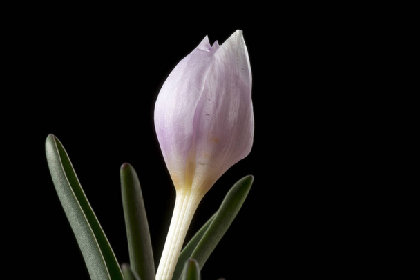 Colchicum on monivuotisten kukkivien kasvien suku, joka sisältää noin 160 lajia, jotka kasvavat lampun kaltaisista varsista.
. - Valokuva, kuva