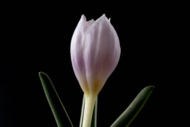 Colchicum on monivuotisten kukkivien kasvien suku, joka sisältää noin 160 lajia, jotka kasvavat lampun kaltaisista varsista.
. - Valokuva, kuva