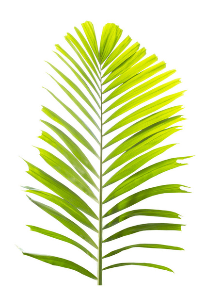 Palmunlehti eristetty valkoisella pohjalla - Valokuva, kuva