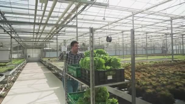 Boerderij arbeider in een kas duwen een kar met biologische groene salade - Video