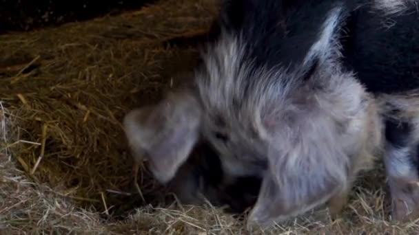 Nahaufnahme eines Bentheimer Schweins, das Heu isst, beliebte holländische Schweinezucht, domestizierte Nutztiere - Filmmaterial, Video