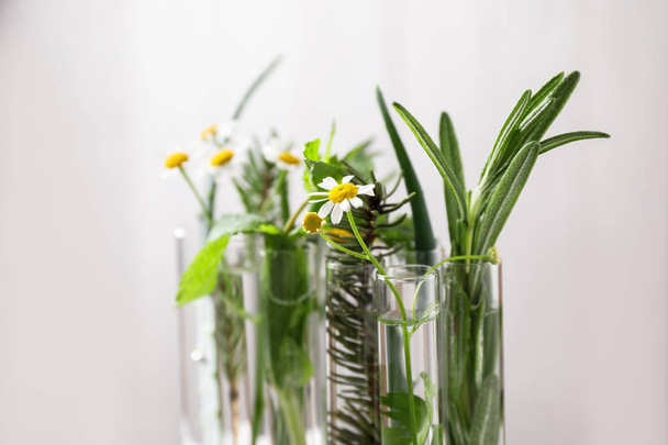 Test tubes of different essential oils with plants against light background, closeup - Fotó, kép